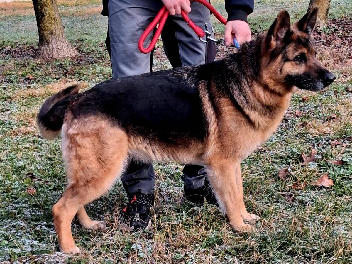 Adotta un cane, taglia media, femmina, Milano