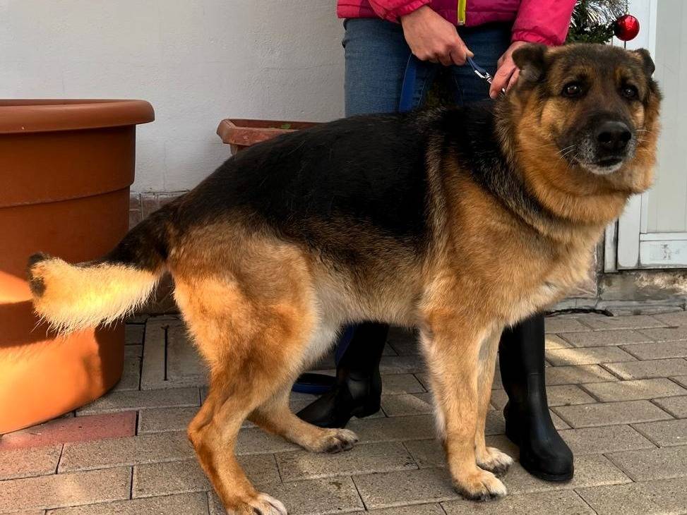 Adotta il cane FEDE a Milano