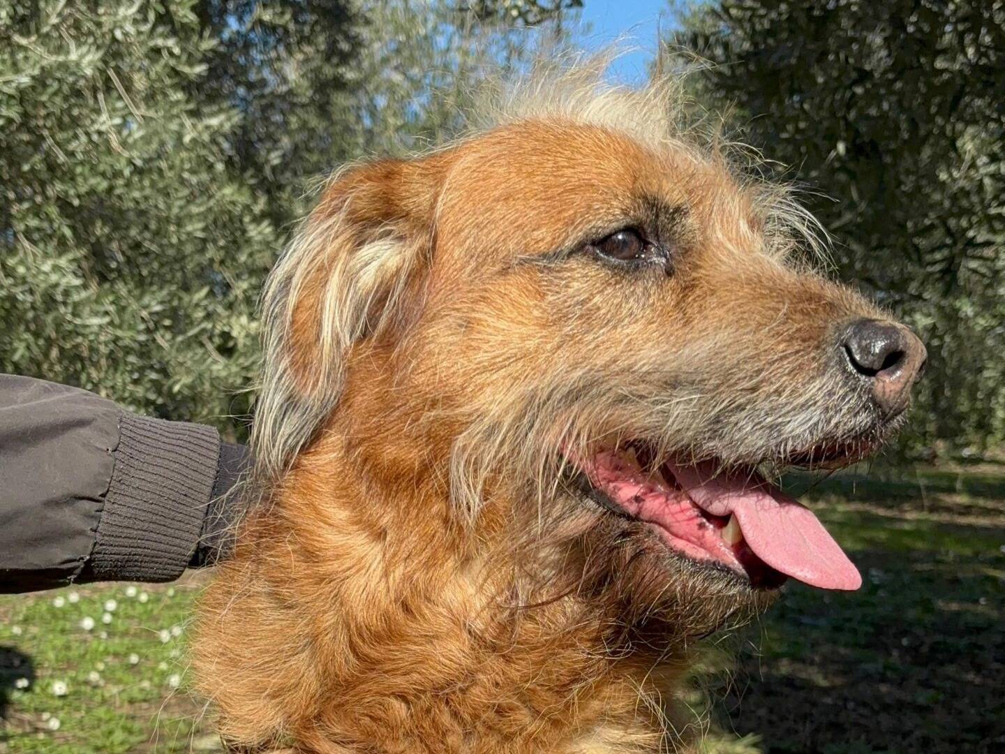 Adotta un cane, maschio, 7 anni e 10 mesi, Roma