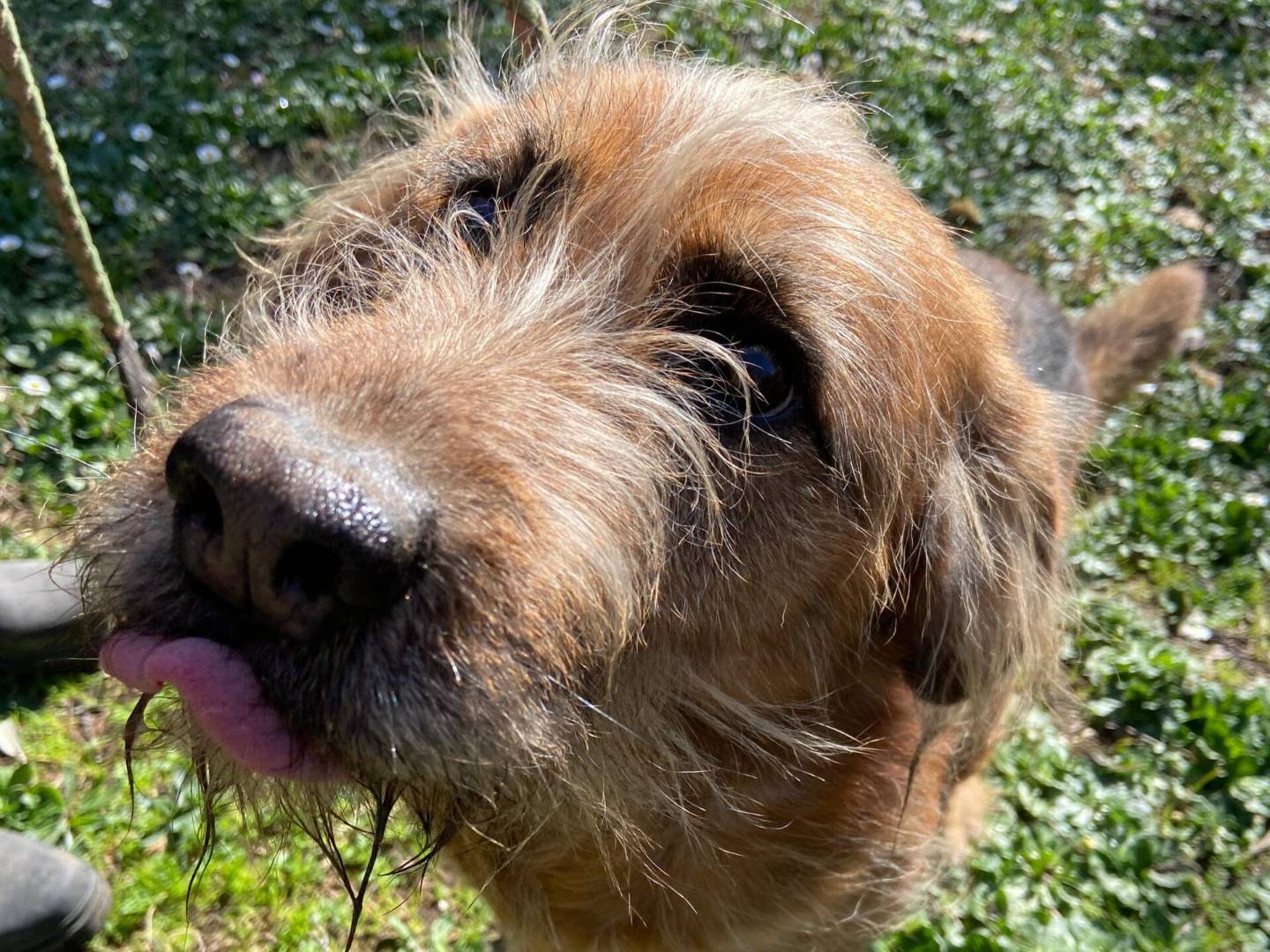 Adotta un cane, taglia media, maschio, Roma