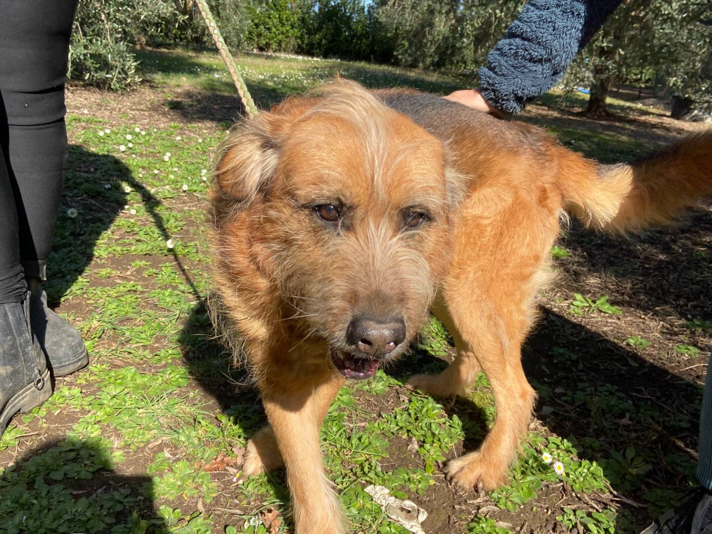 Vuoi adottare un cane a Roma?