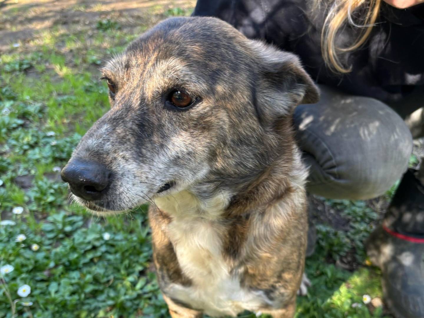 Adotta un cane, femmina, 9 anni e 8 mesi, Roma