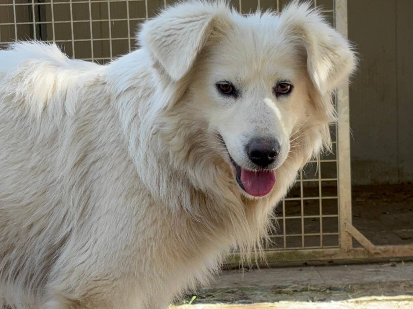 Adozione cane, femmina, Pastore maremmano Razza sconosciuta, 2 anni e 9 mesi, taglia media, Roma