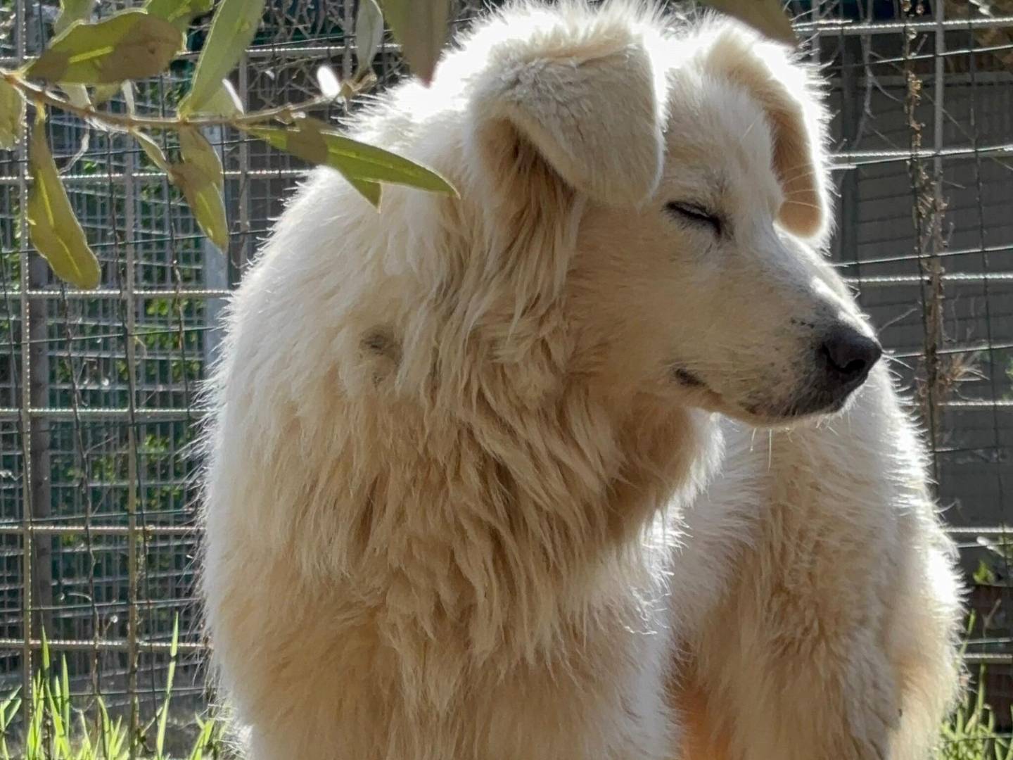 Adotta un cane, femmina, 2 anni e 9 mesi, Roma