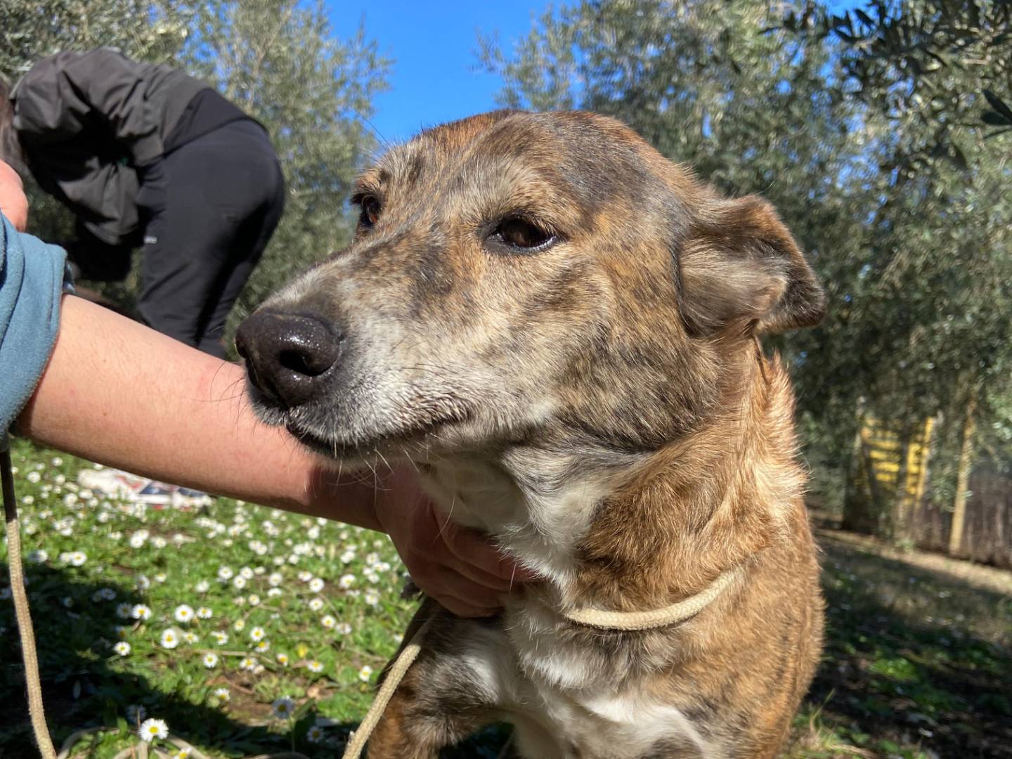 Adozione cane, femmina, Razza sconosciuta Razza sconosciuta, 9 anni e 8 mesi, taglia media, Roma