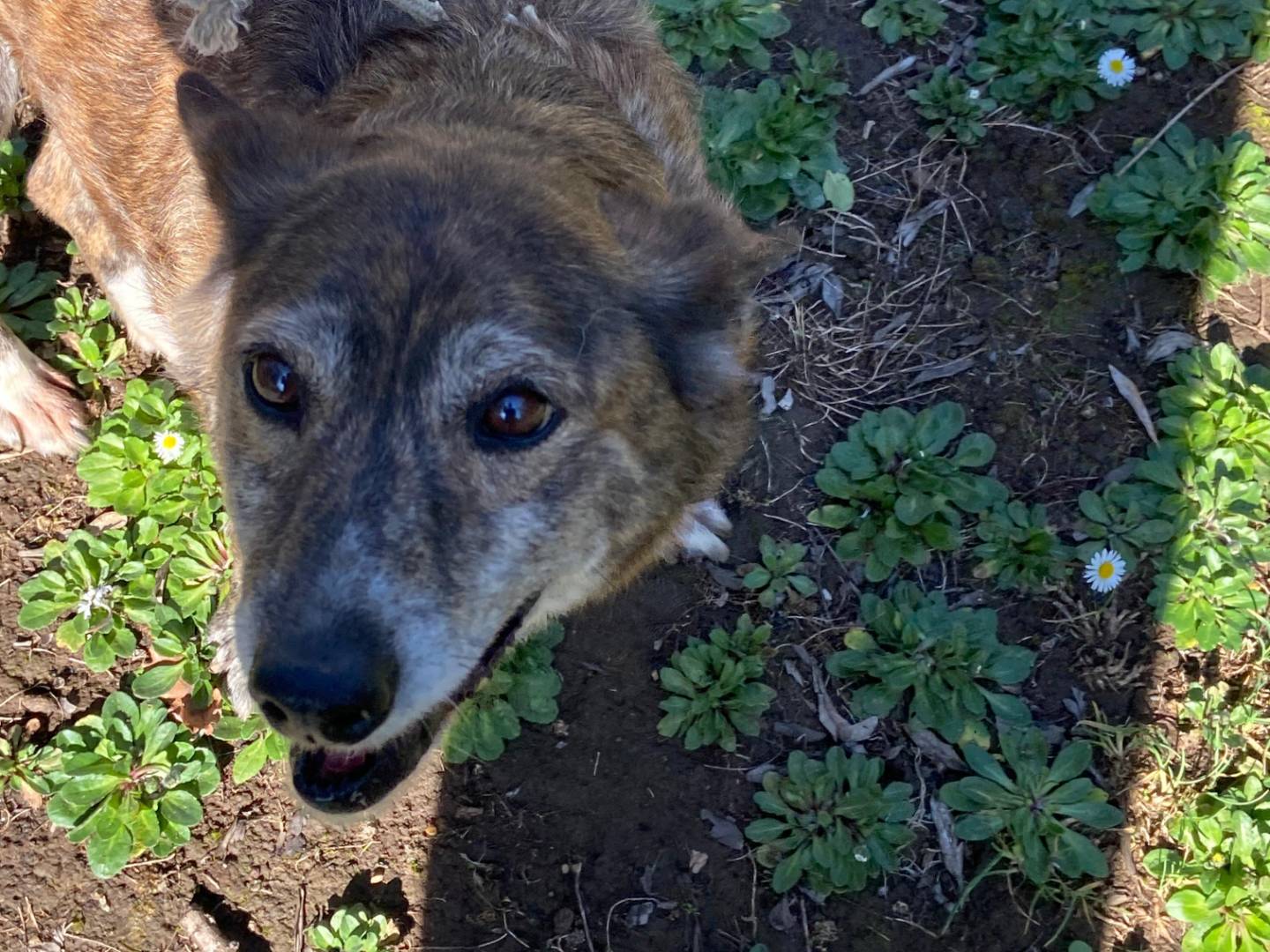 Vuoi adottare un cane a Roma?