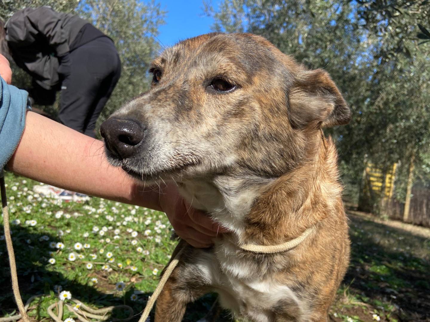 Adotta il cane Wilma flintstones  a Roma