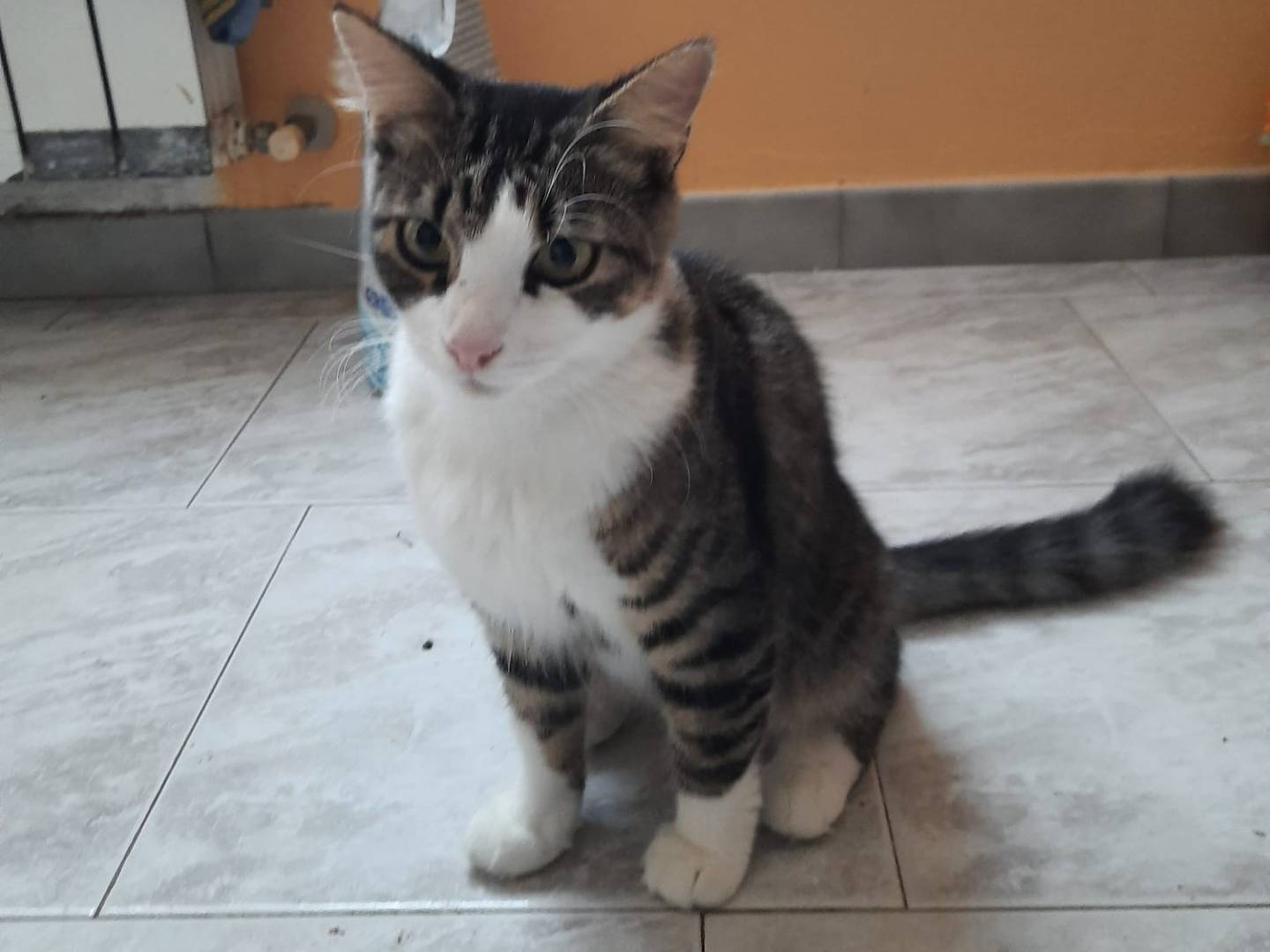 Adozione gatto, femmina, Razza sconosciuta Razza sconosciuta, 4 anni e 8 mesi, taglia non valida, Livorno