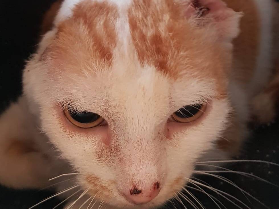 Adotta un gatto, femmina, 4 anni e 1 mese, Barletta