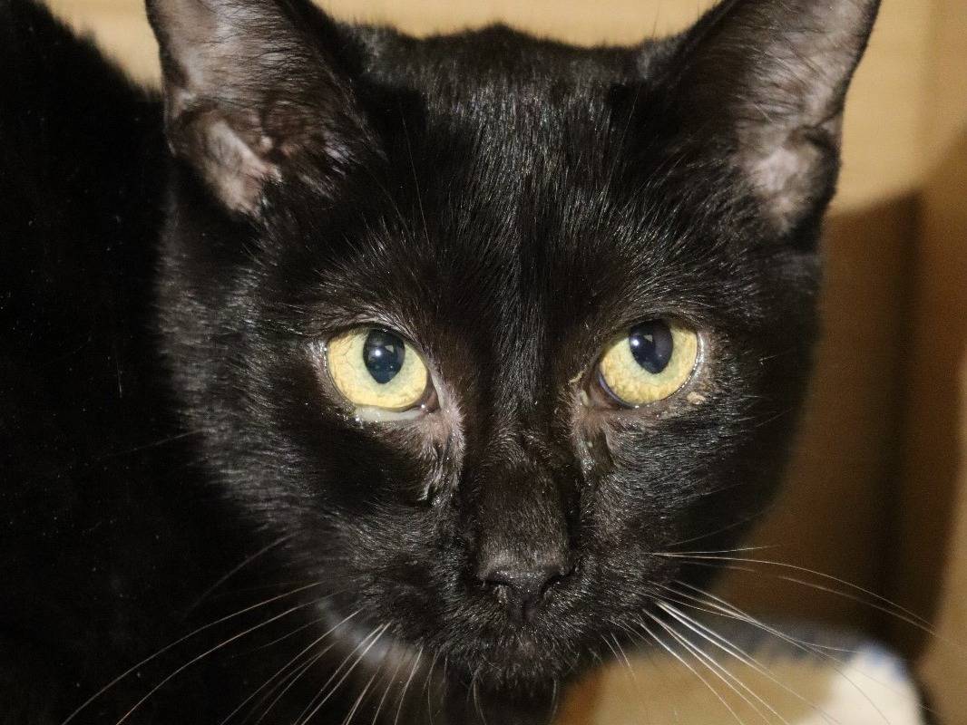 Adozione gatto, maschio, Razza sconosciuta Razza sconosciuta, 1 anno e 8 mesi, taglia non valida, Barletta