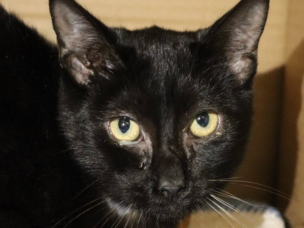 Adotta un gatto, maschio, 1 anno e 8 mesi, Barletta