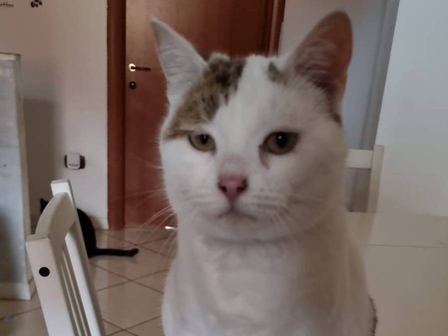 Adozione gatto, femmina, Razza sconosciuta Razza sconosciuta, 5 anni e 3 mesi, taglia non valida, Ravenna