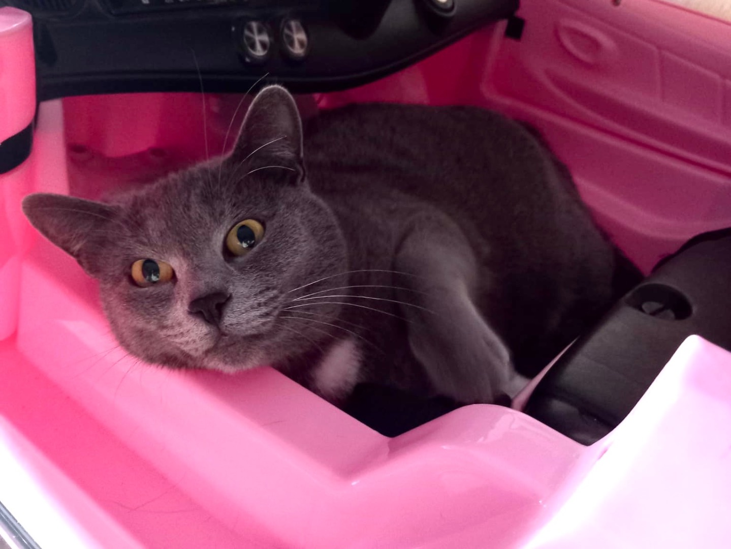 Adotta un gatto, taglia non valida, femmina, Latina