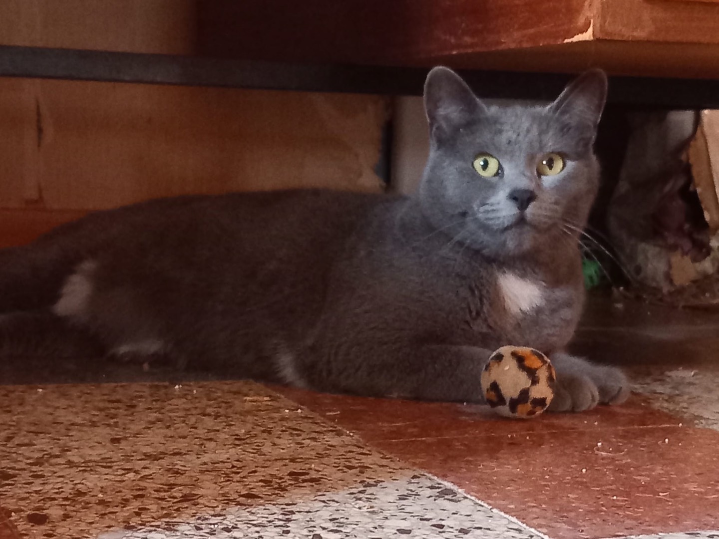 Vuoi adottare un gatto a Latina?