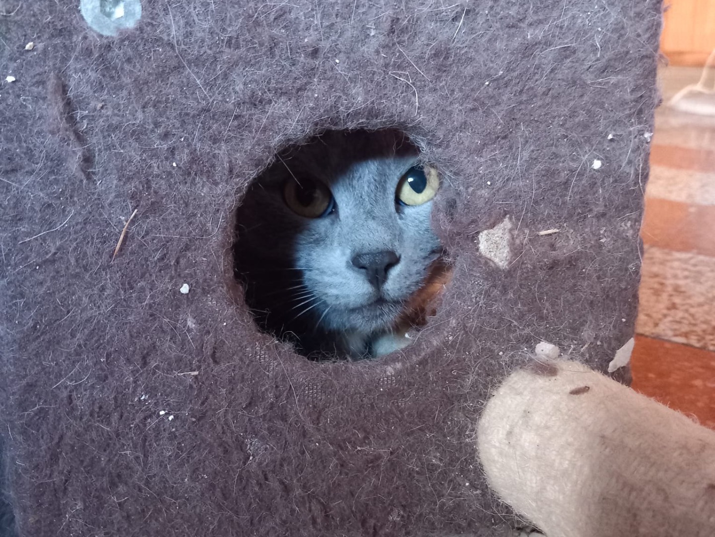 Adotta il gatto Nike a Latina