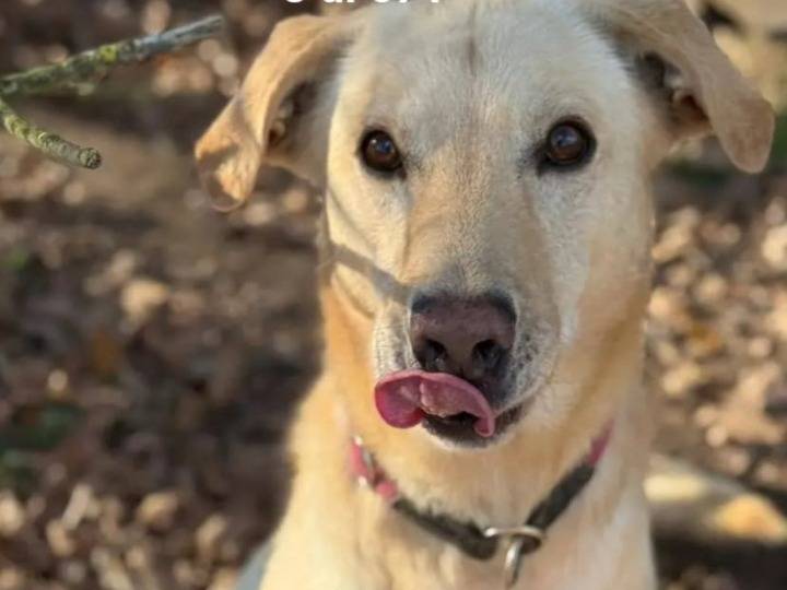 Adozione cane, maschio, Razza sconosciuta Razza sconosciuta, 4 anni e 2 mesi, taglia media contenuta, Milano