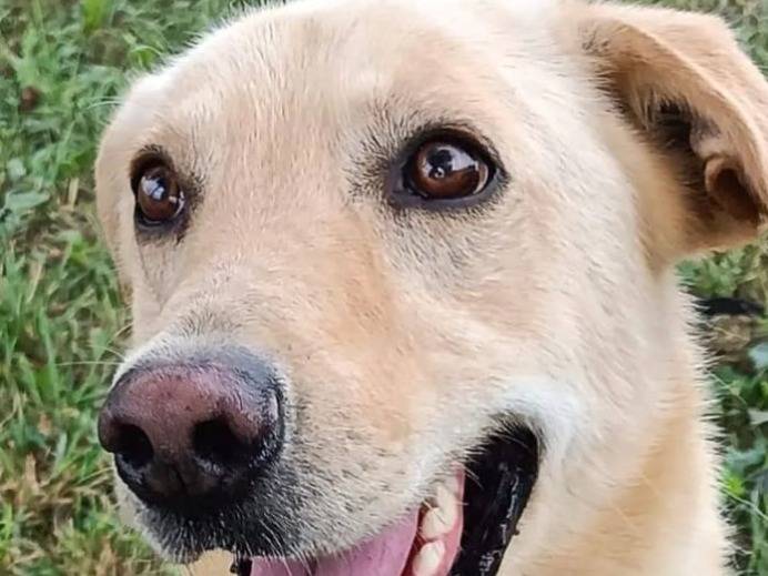 Adotta un cane, maschio, 4 anni e 2 mesi, Milano