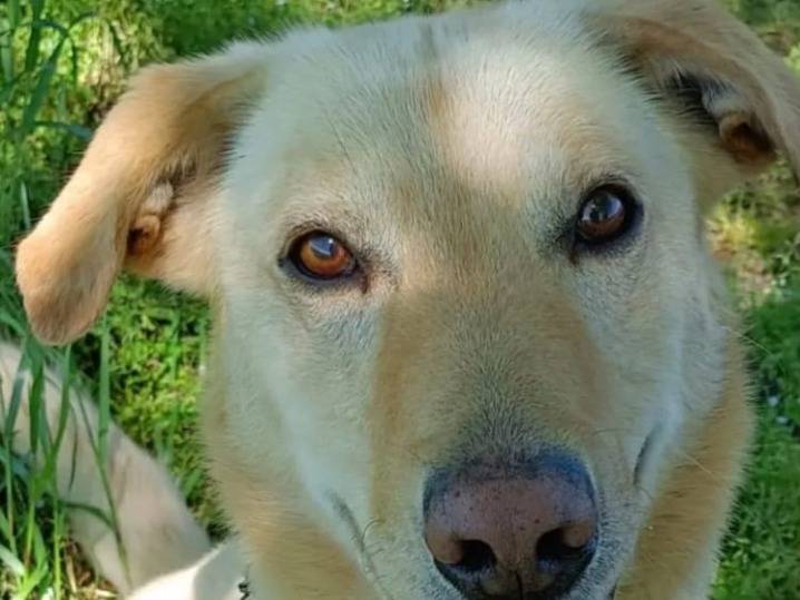 Adotta un cane, taglia media contenuta, maschio, Milano