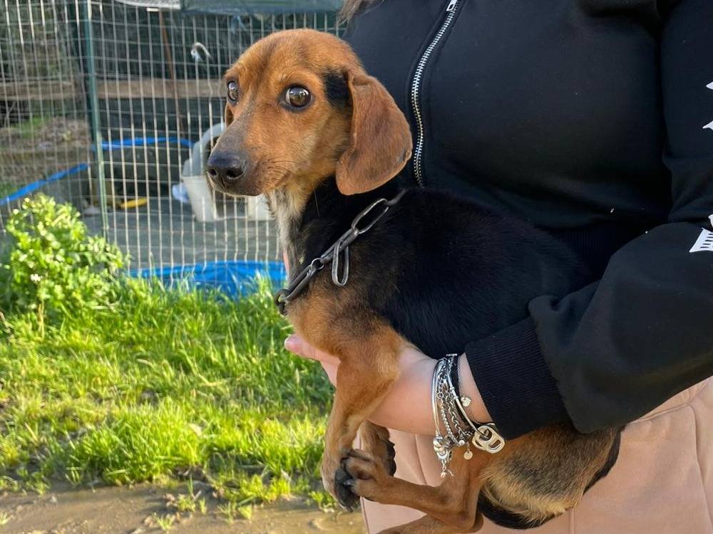 Adozione cane, maschio, Razza sconosciuta Razza sconosciuta, 2 anni e 2 mesi, taglia piccola, Palermo