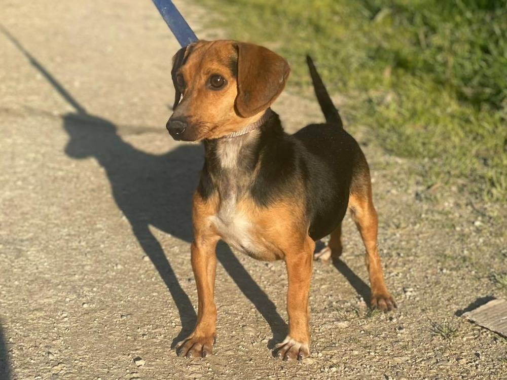 Adotta un cane, maschio, 2 anni e 2 mesi, Palermo