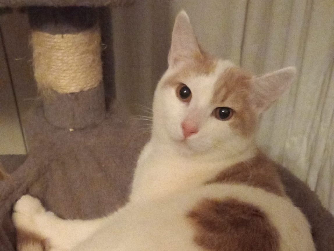 Adotta il gatto Napoleone a Latina