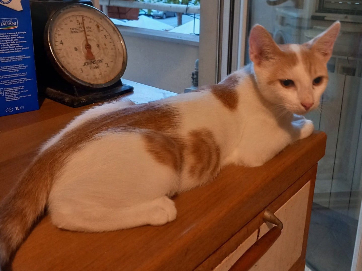 Vuoi adottare un gatto a Latina?