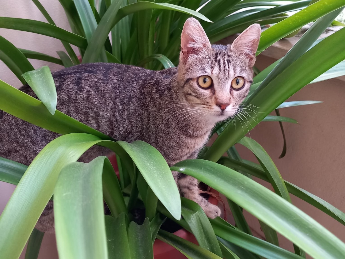 Vuoi adottare un gatto a Latina?