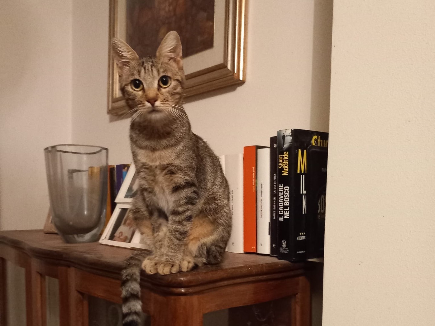 Adotta il gatto Enfis a Latina