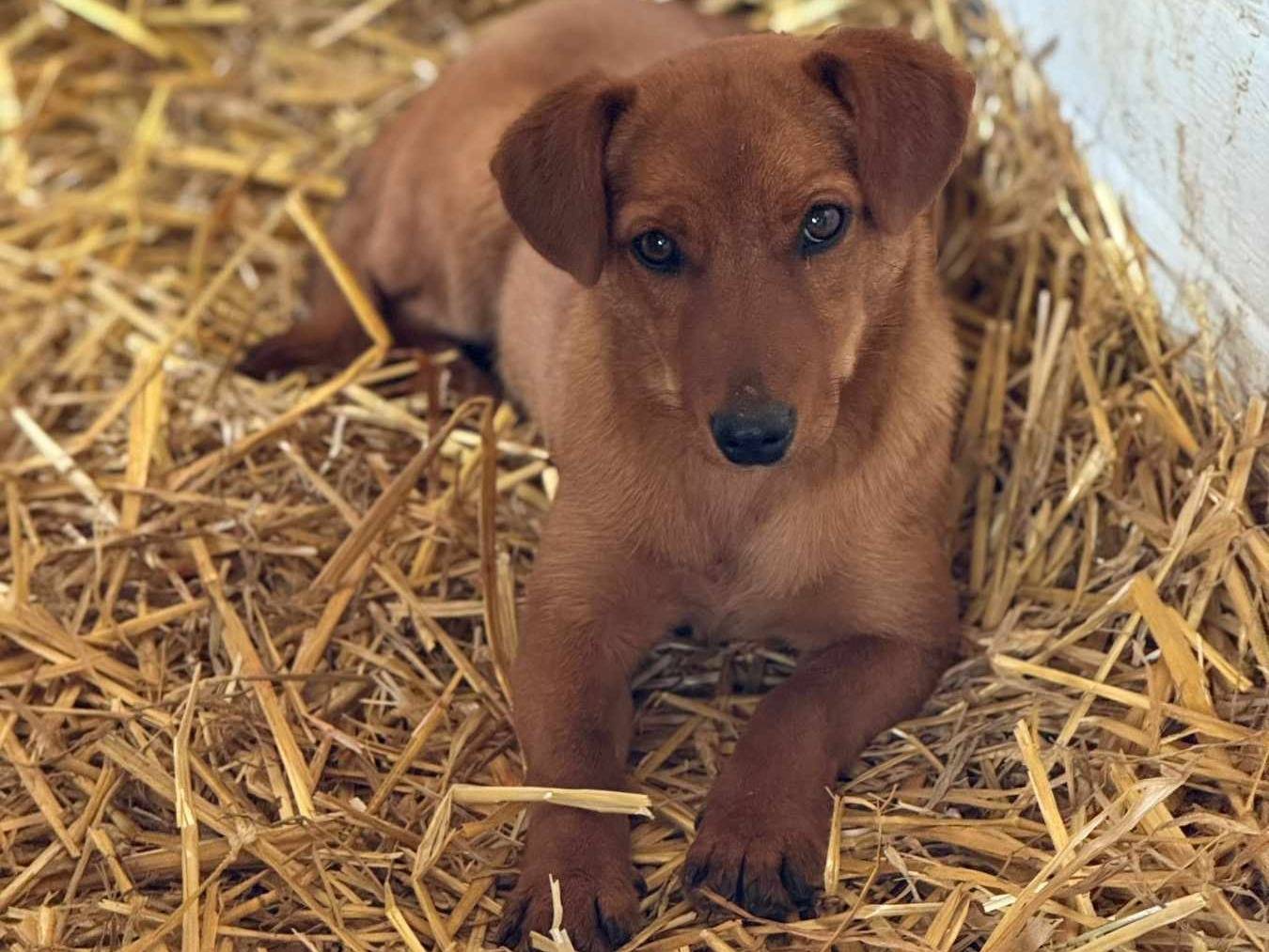 Vuoi adottare un cane a Firenze?