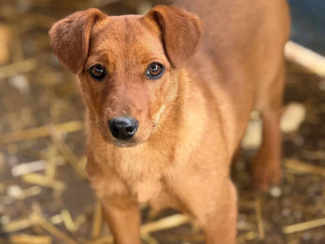 Adozione cane, femmina, Pinscher Razza sconosciuta, 4 mesi, taglia piccola, Firenze