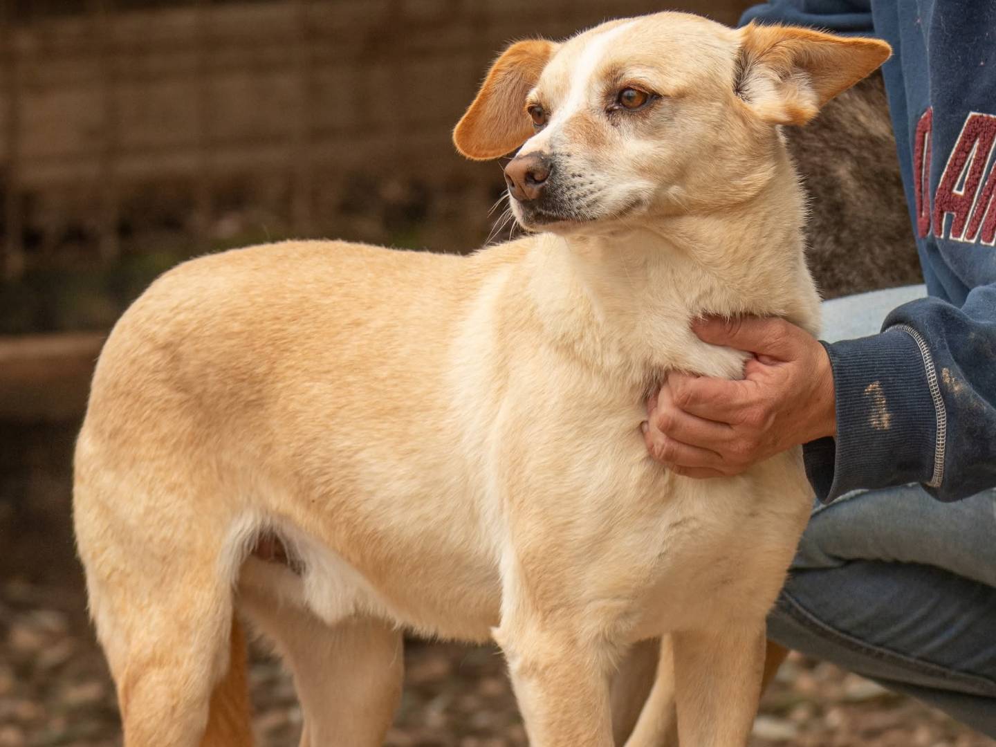 Adozione cane, maschio, Razza sconosciuta Razza sconosciuta, 5 anni e 2 mesi, taglia media contenuta, Bari