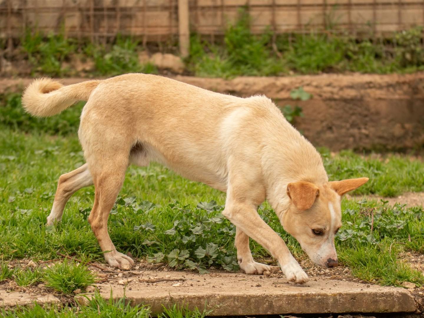 Adotta un cane, maschio, 5 anni e 2 mesi, Bari