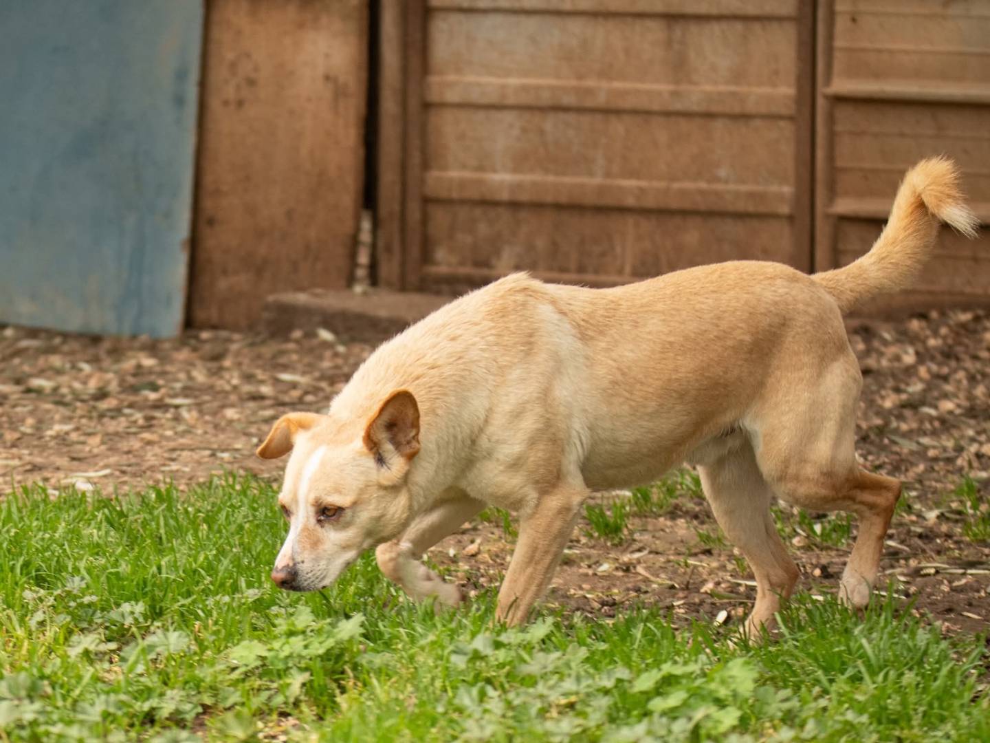 Adotta un cane, taglia media contenuta, maschio, Bari