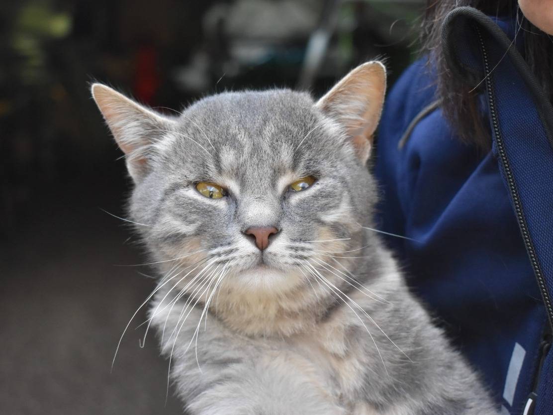 Adozione gatto, maschio, Razza sconosciuta Razza sconosciuta, 1 anno e 2 mesi, taglia non valida, Roma