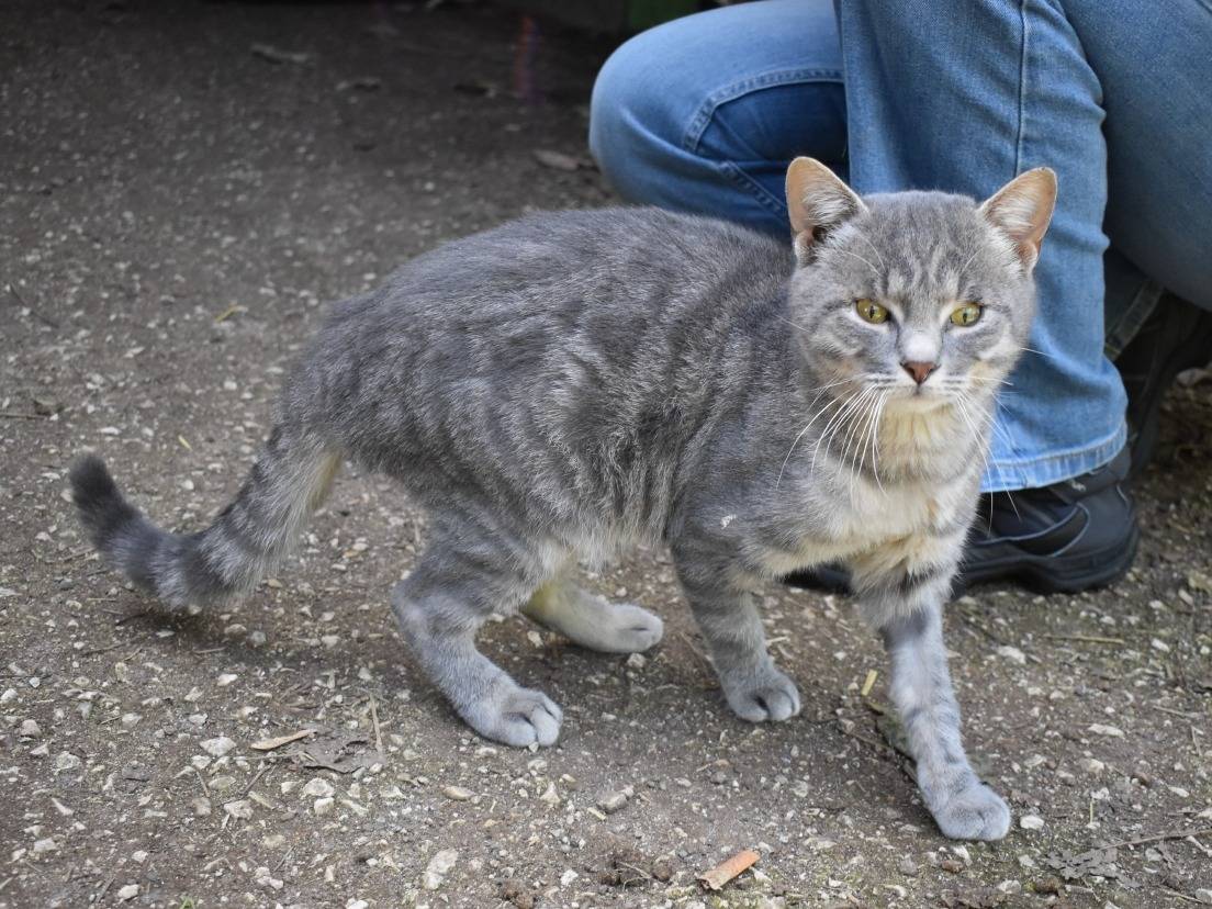 Adotta un gatto, taglia non valida, maschio, Roma