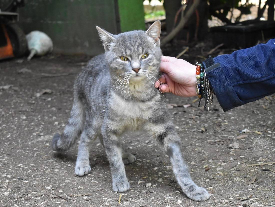 Vuoi adottare un gatto a Roma?