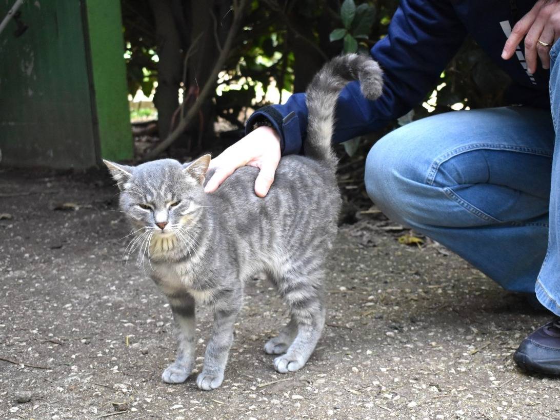 Adotta il gatto Birbax a Roma