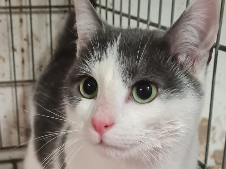 Adozione gatto, maschio, Razza sconosciuta Razza sconosciuta, 8 mesi, taglia non valida, Trento