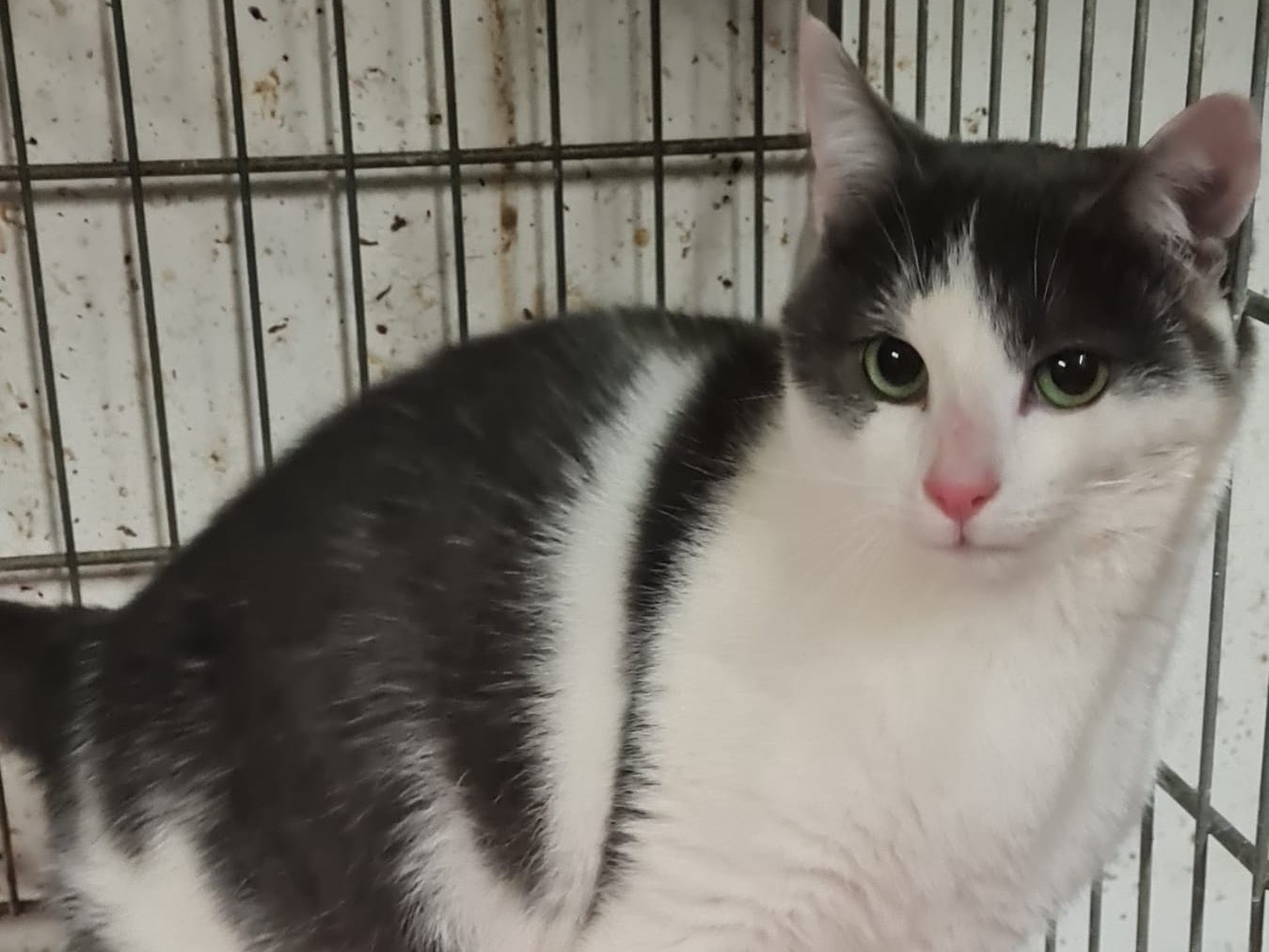 Adotta un gatto, maschio, 8 mesi, Trento