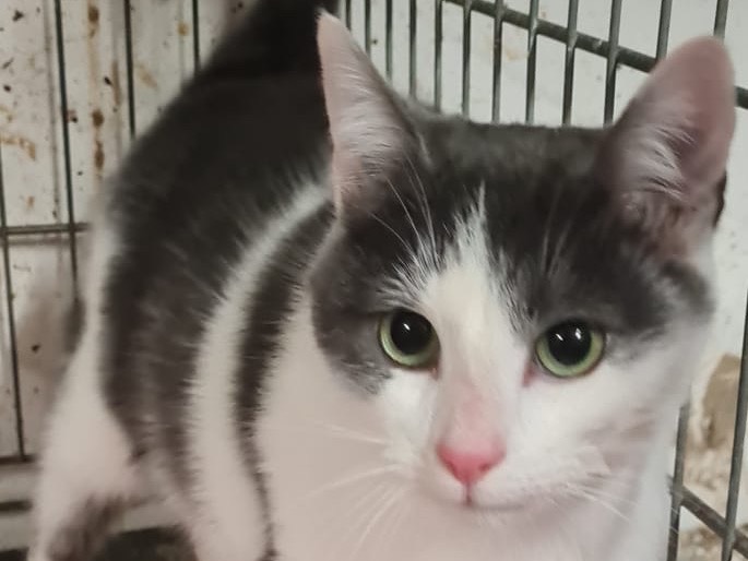 Vuoi adottare un gatto a Trento?