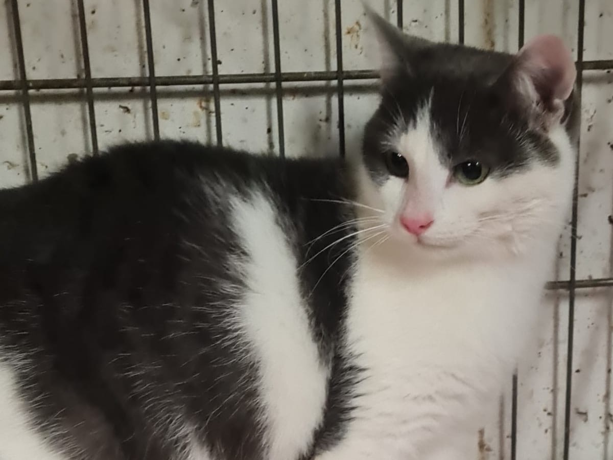 Adotta il gatto Roger a Trento