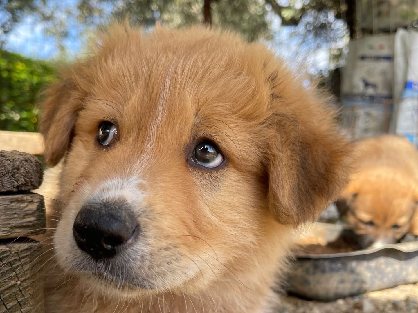 Adozione cane, maschio, Razza sconosciuta Razza sconosciuta, 2 mesi, taglia grande, Agrigento