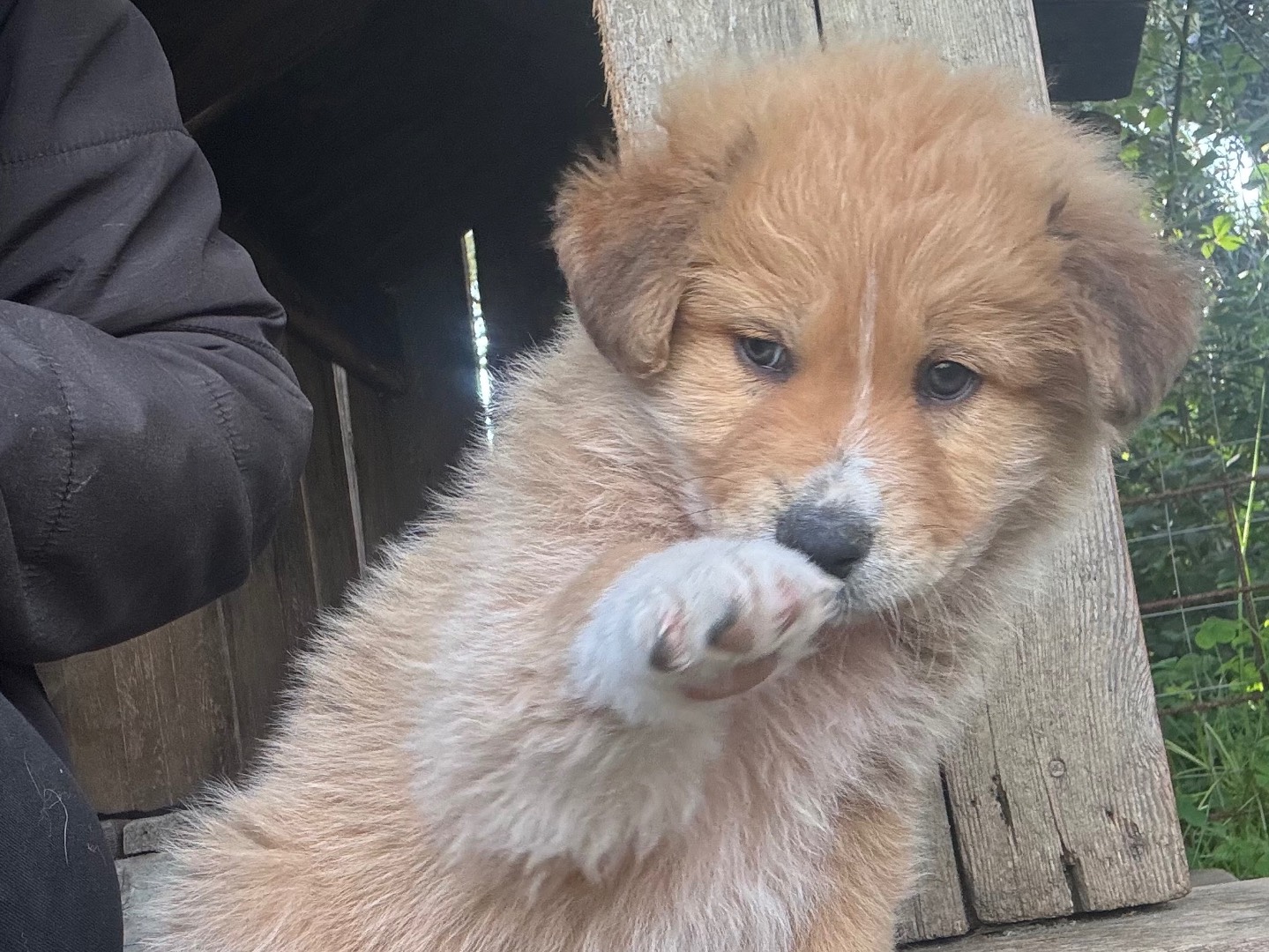 Adotta un cane, taglia grande, maschio, Agrigento