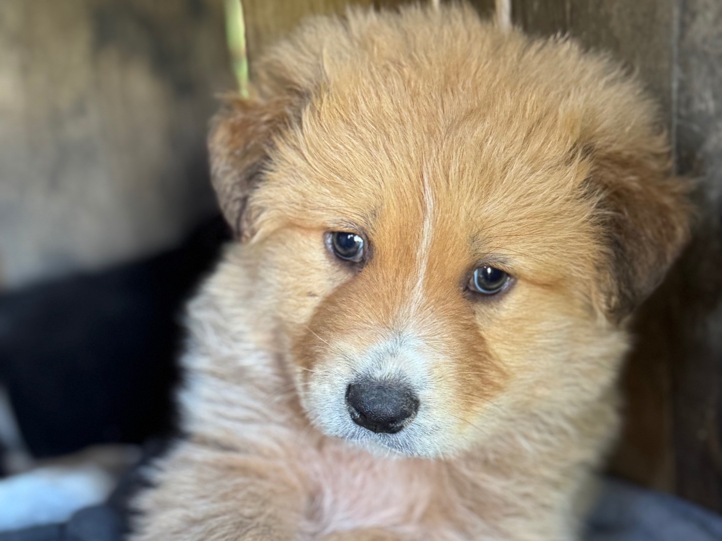 Vuoi adottare un cane a Agrigento?