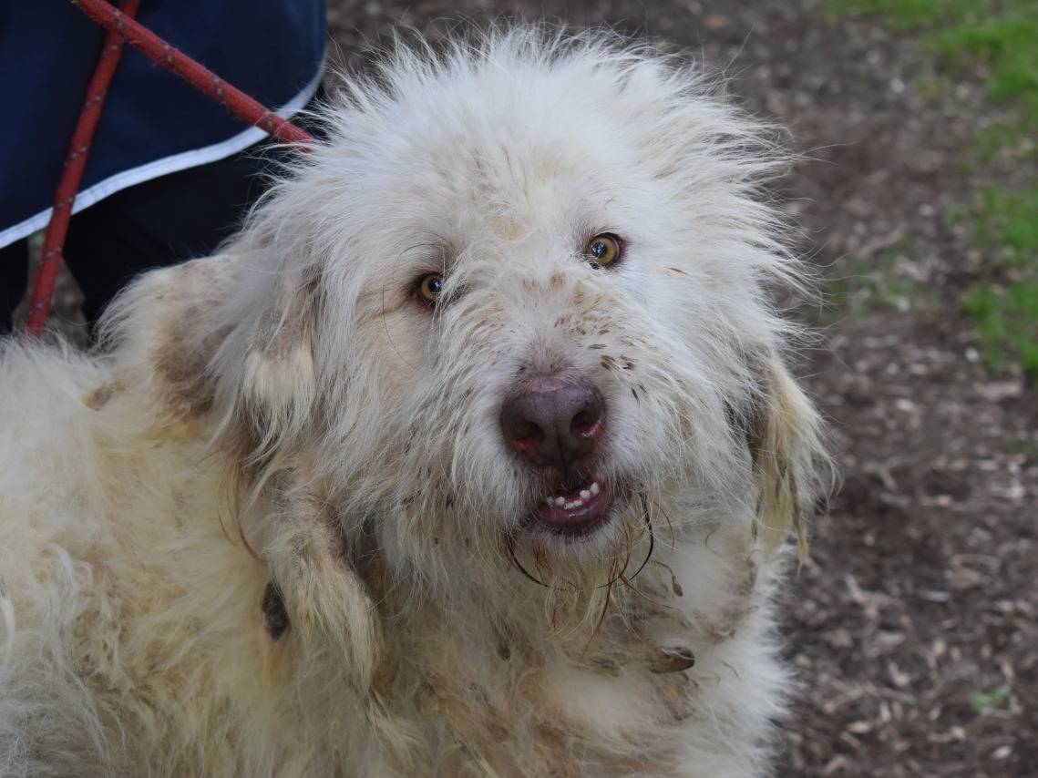 Adozione cane, maschio, Pastore maremmano Razza sconosciuta, 2 anni e 2 mesi, taglia gigante, Roma