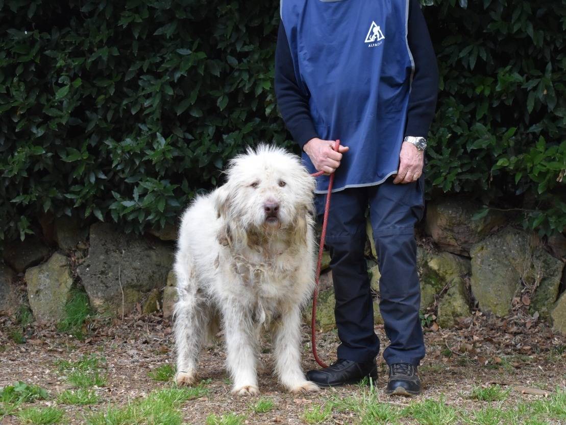 Adotta un cane, maschio, 2 anni e 2 mesi, Roma