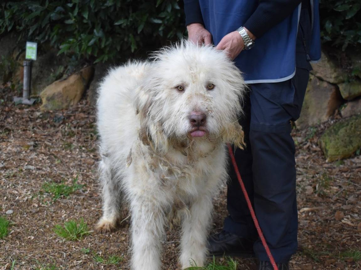 Vuoi adottare un cane a Roma?