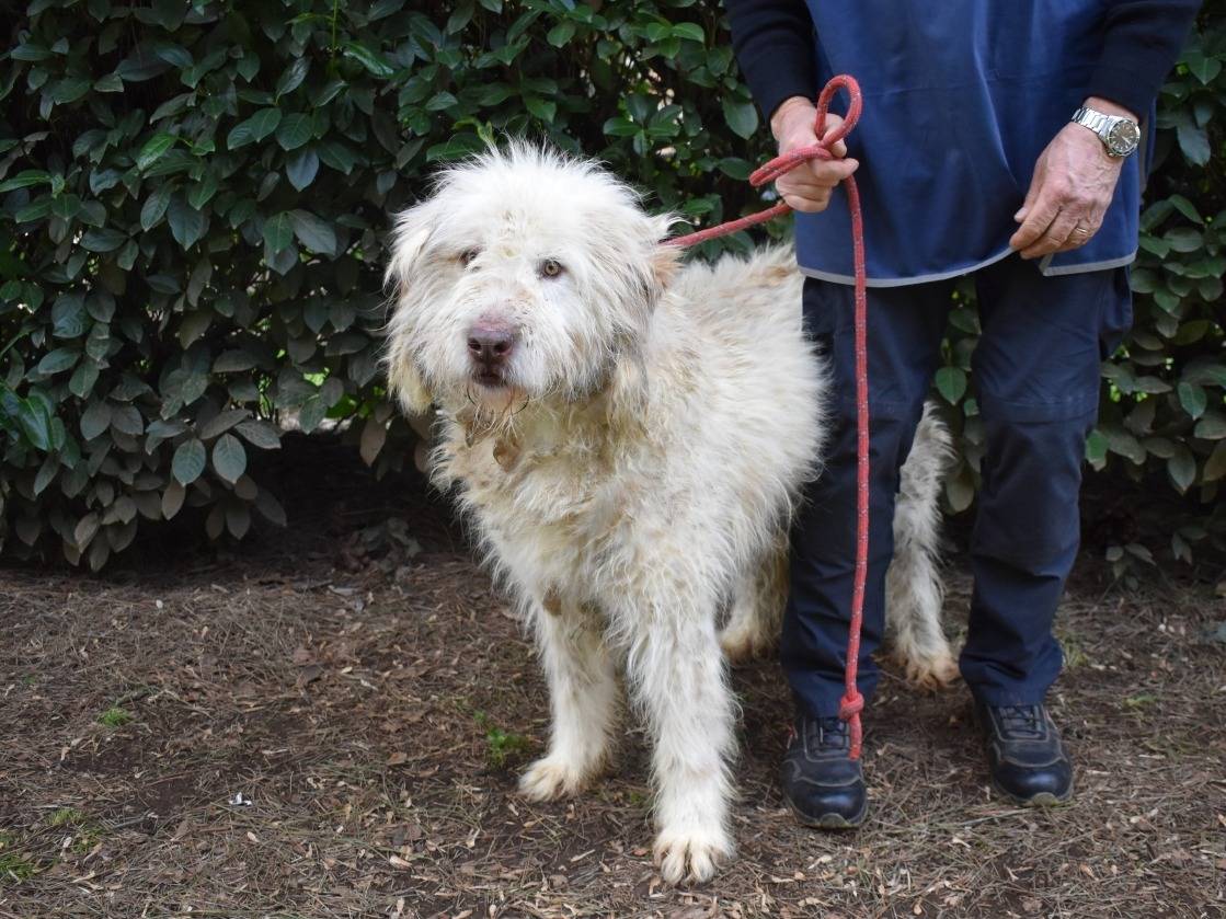 Adotta il cane Menodoro a Roma