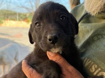 Adozione cane, maschio, Razza sconosciuta Razza sconosciuta, 4 mesi, taglia media, Matera