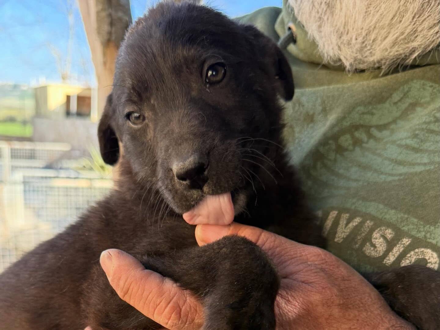 Adotta un cane, maschio, 4 mesi, Matera